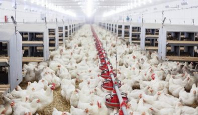 Tavuk yumurtası üretimi artarken, tavuk-hindi eti üretimi azaldı